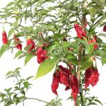 Hot Paper Lantern Chilli Seeds 