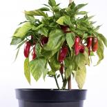 Lunchbox Pepper Mix Chilli Seeds 