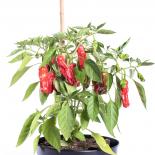 Shishito (Mellow Star F1) Chilisamen 