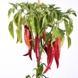 Aci Biber Sivri Chilli Seeds 