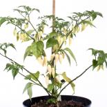 Coyote Zan White Chilli Seeds 