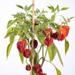 Criolla de Cocina Chilli Seeds 