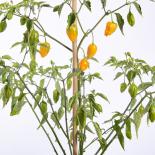 El Oro de Ecuador (PI585244) Chilli Seeds 