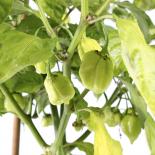 Habanero White Giant Chilli Seeds 
