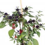 Pumpkin Chili Chilli Seeds 