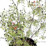 Chiltepin Chilli Seeds 