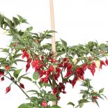 Pimenta Biquinho Chilli Seeds 