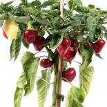 White Fire Chilli Seeds 