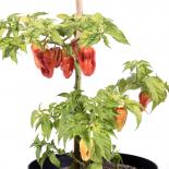 Tropical Red Habanero Chilisamen 