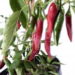 Aciburun Chilli Seeds 