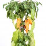 Monkeyface Chilli Seeds 