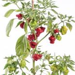 Mini Bonnet Chilli Seeds 