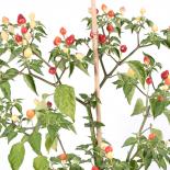 Pimenta Barra do Ribeiro Chilli Seeds 