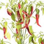 Nepal Snakebite Chilli Seeds 
