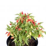 Okrazne Spicate Chili Seeds 