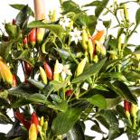 Abbraccio Chilli seeds 