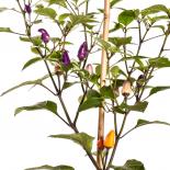 Abbreviatum Chilisamen 