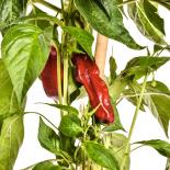 Abchazskij ostruyi Chilli Seeds 