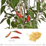 Acrata Goat Weed Chili Seeds 