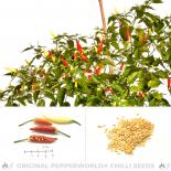 Ají Omnicolor Chilisamen 