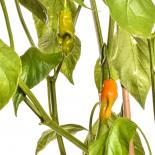 Aji Amarillo Chilli Seeds 