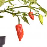 Aji Benito Chilisamen 