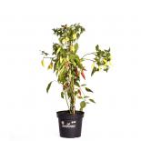 Aji Cristal  BIO Chilipflanze 