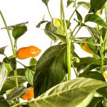 Aji Habanero Chilisamen 