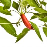 Aji Minas Gerais Chilli Seeds 