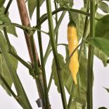 Aji Pineapple Chilli Seeds 