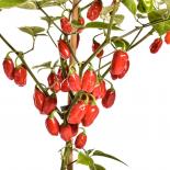 Amazon Chile Roma Chilli Seeds 