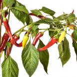 Antalya' dan Chilli Seeds 