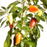 Antohi Romanian Chilli Seeds 