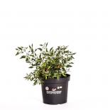 Apache BIO Chilipflanze 