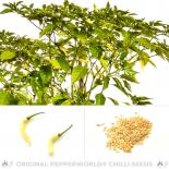 Aribibi Gusano Chili Seeds 