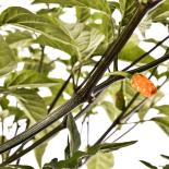 Ayuyo Orange Chilisamen 