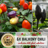 SCHARFER BALKON BIO Pflanzen-Power-Pack 