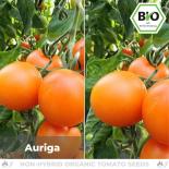 BIO Auriga Tomatensamen (Salattomate) 