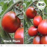 BIO Black Plum Tomatensamen (Salattomate) 