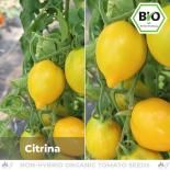 BIO Citrina Tomatensamen (Salattomate) 