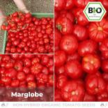 BIO Marglobe Tomatensamen (Salattomate) 
