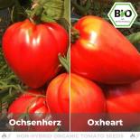 BIO Ochsenherz Tomatensamen (Fleischtomate) 
