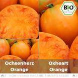 BIO Ochsenherz orange Samen (Fleischtomate) 