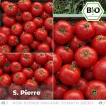 BIO S. Pierre Tomatensamen (Fleischtomate) 