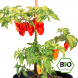BIO Tropical Red Habanero Chilisamen 