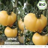 BIO White Sensation Tomatensamen (Salattomate) 
