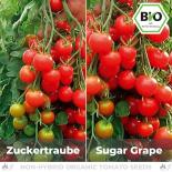 BIO Zuckertraube Tomatensamen (Cocktailtomate) 