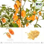 BIO Habanero Orange Chilisamen 
