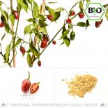 Organic Jalapeño Gigantia Chilli Seeds 