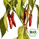 Poot Pepper Chilli Seeds 